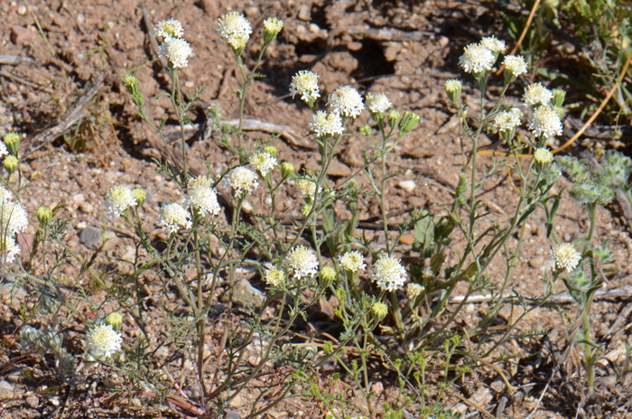 Pebble Pincushion is a native annual that grows up to a foot or so in height. A closely related variety, Peirson’s Pincushion is included in the CNPS Inventory of Rare and Endangered Plants. Chaenactis carphoclinia var. carphoclinia 